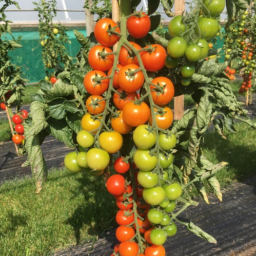 Tomato Sweet Success